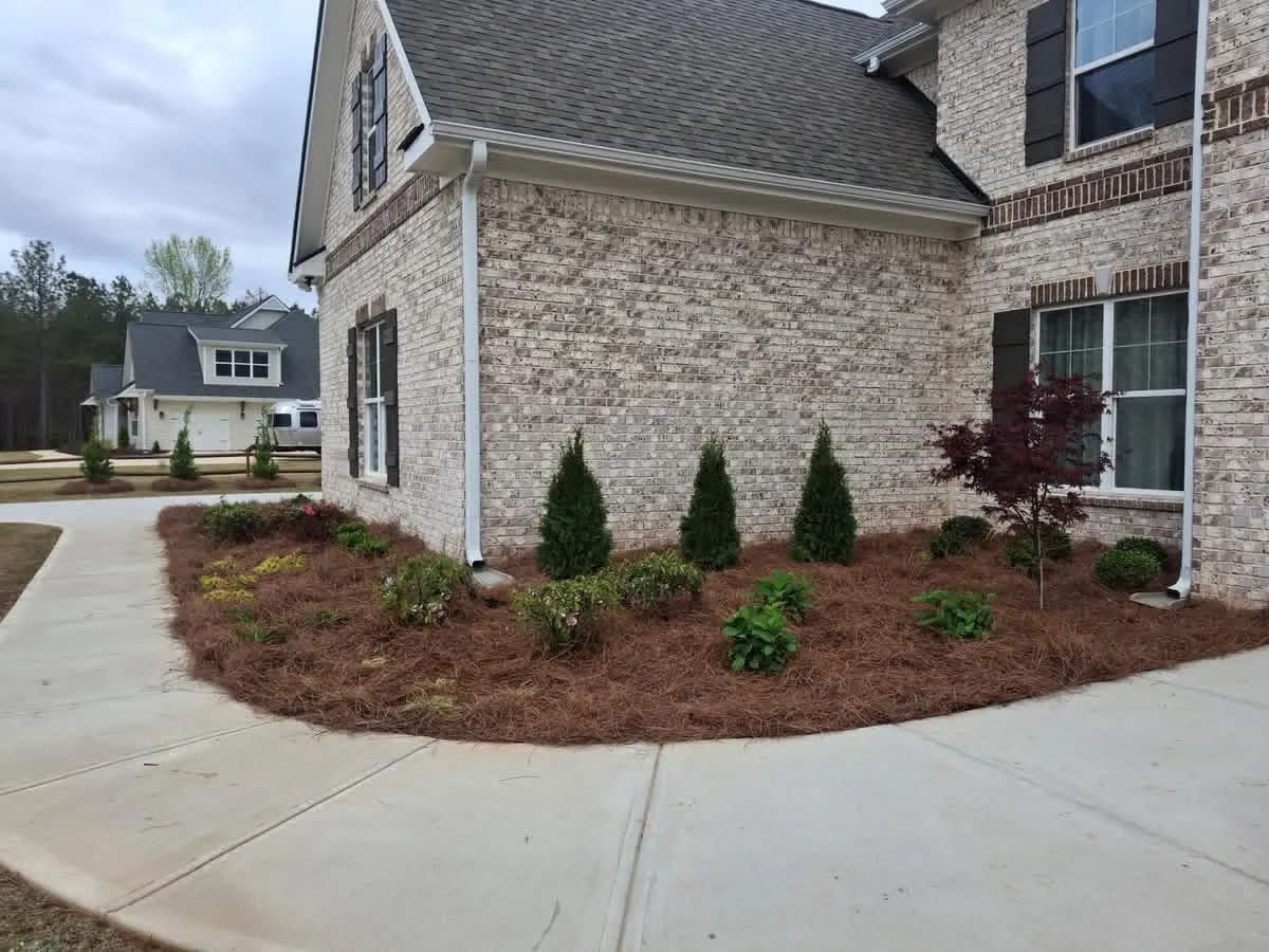 New evergreen and shrub foundation planting at a brick house